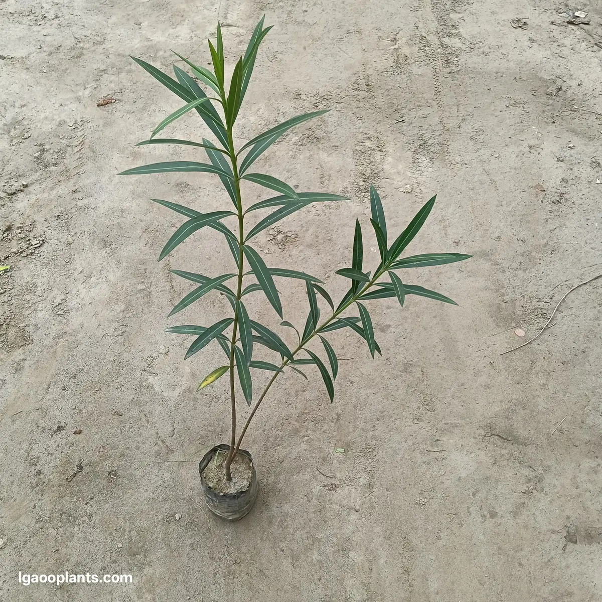 Kaner Plant In 6 Inch Bag