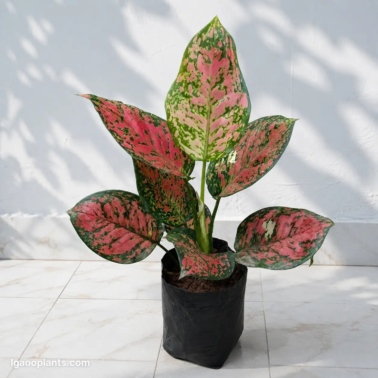 Aglaonema Valentine Plant in 5 Inch Bag