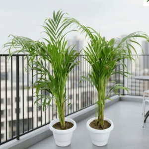 Set of 2 – Areca Palm in 8 Inch White Classy Pots