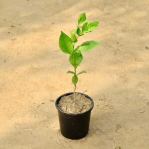 Bel Patra Plant In 6 Inch Pot