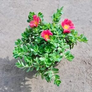 Kulfa Plants In 5 Inch Poly Bag