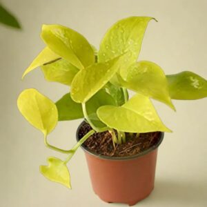 Yellow Money Plant