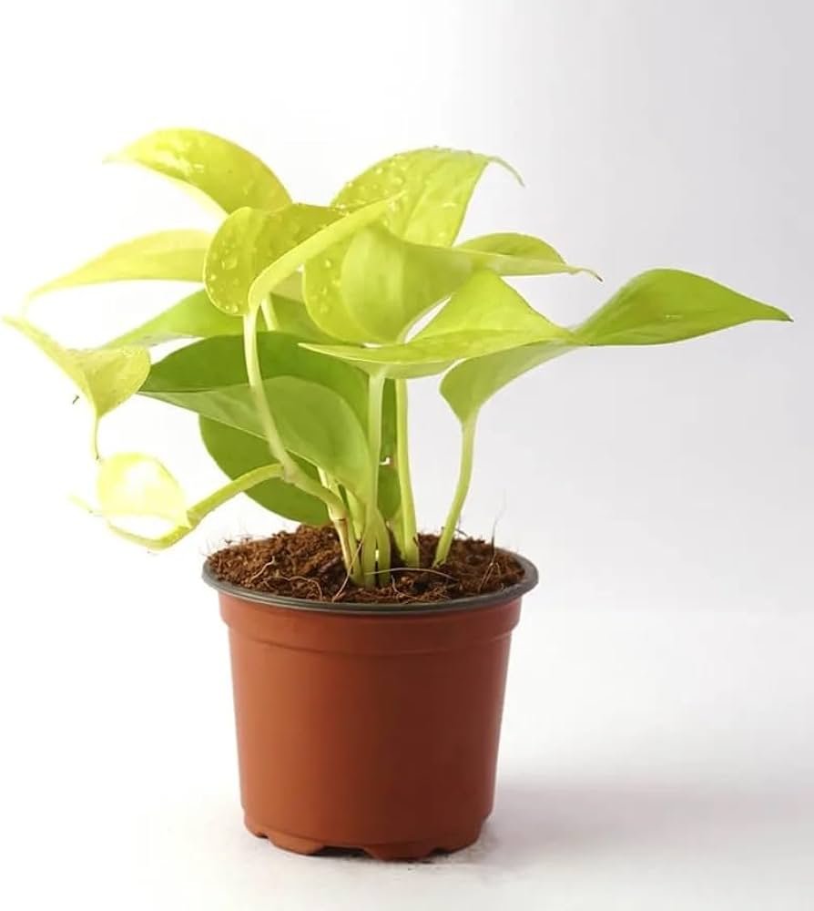 Yellow Money Plant