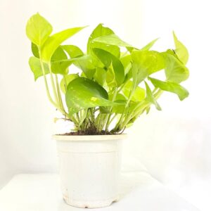 Money plant golden | Air Purifying Indoor Plant
