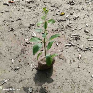 Anarmi Plant ( Hedge )