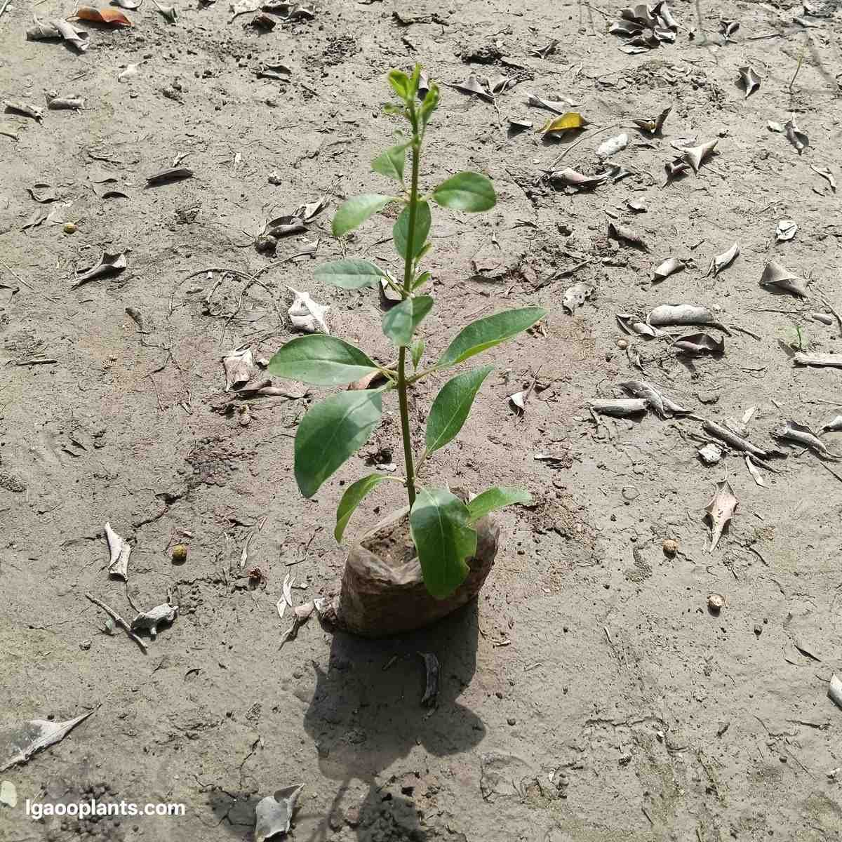 Anarmi Plant ( Hedge )