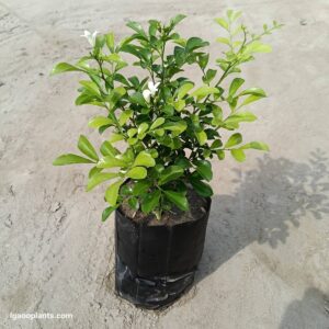 Madhu Kamini Plant