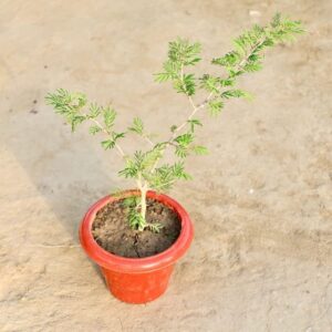Shami Plant In 6 Inch Pot