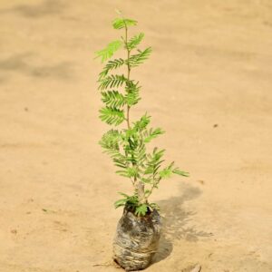 Shami Plant In 5 Inch Poly Bag