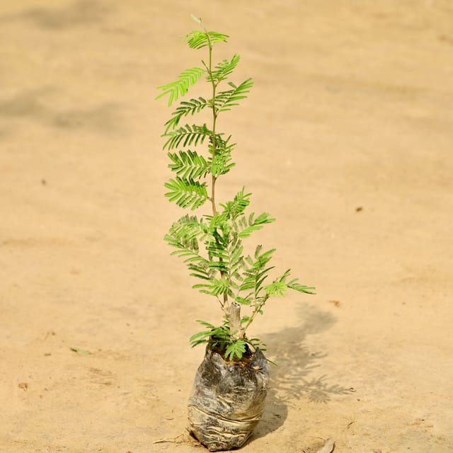 Shami Plant In 5 Inch Poly Bag