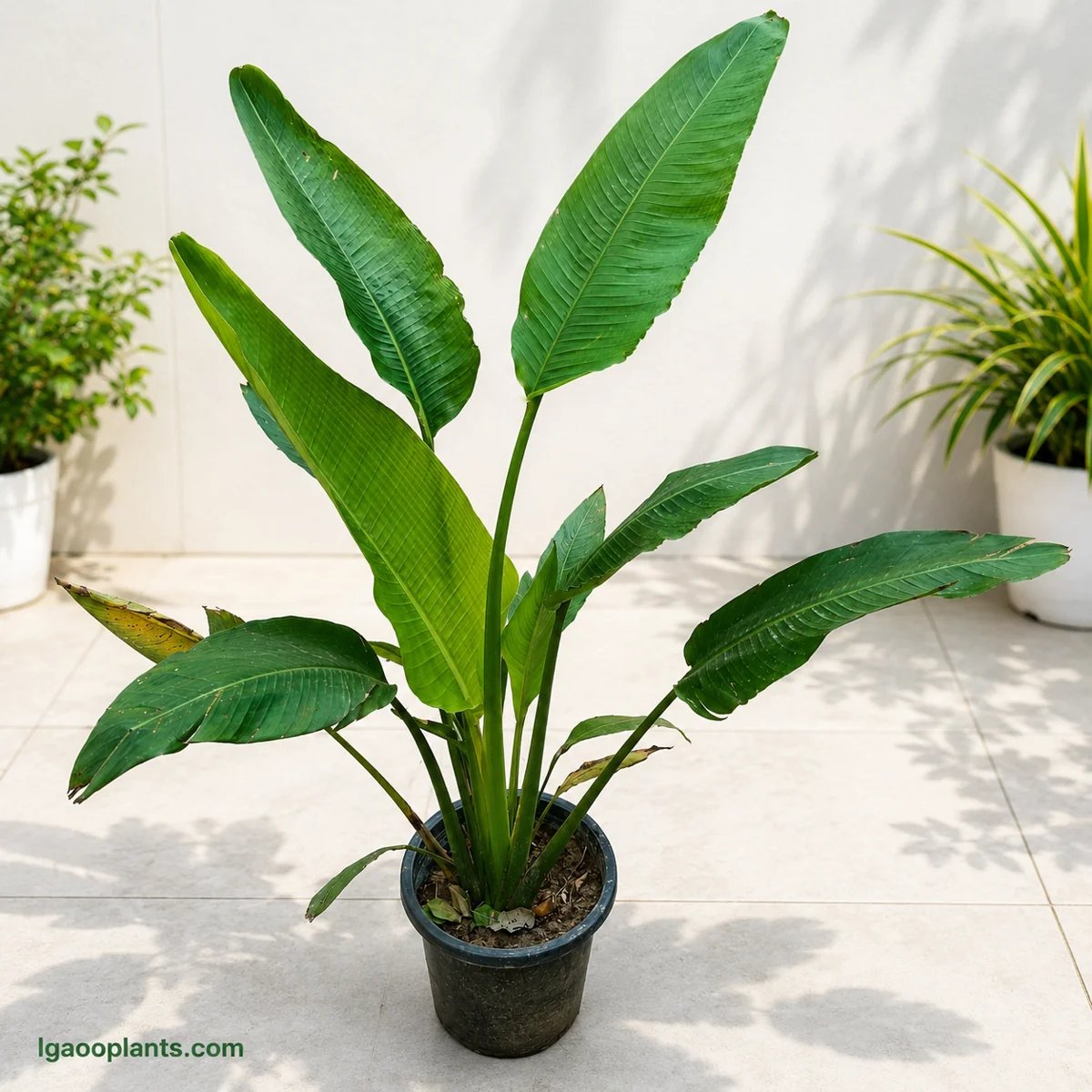 Traveller Palm | Premium