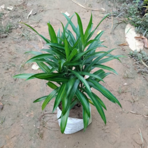 Dracaena Messenger Plant In 6 Inch Bag