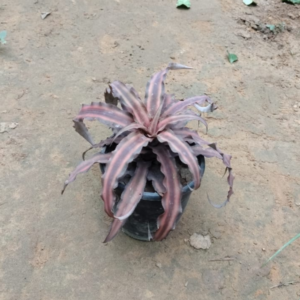 Cryptanthus Plant In 4 Inch Pot