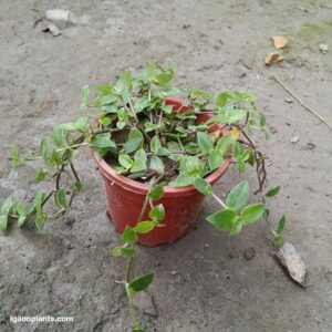 Tultle Vine Plant In 5 Inch Pot