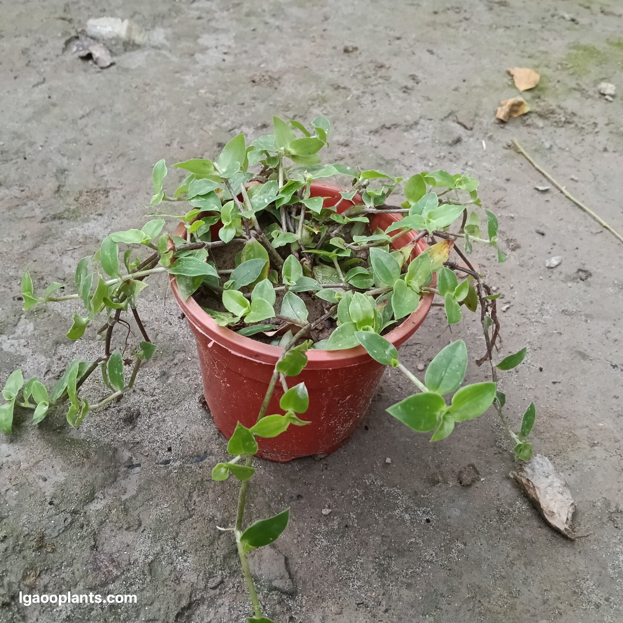 Tultle Vine Plant In 5 Inch Pot