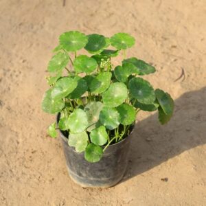 Coin Plant In 6 Inch Pot