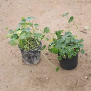 Set Of 2 – Bhrami dollar/Coin Plant In 5 Inch Pot