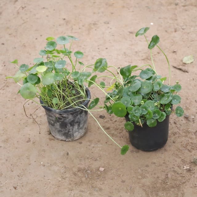 Set Of 2 - Bhrami dollar/Coin Plant In 5 Inch Pot