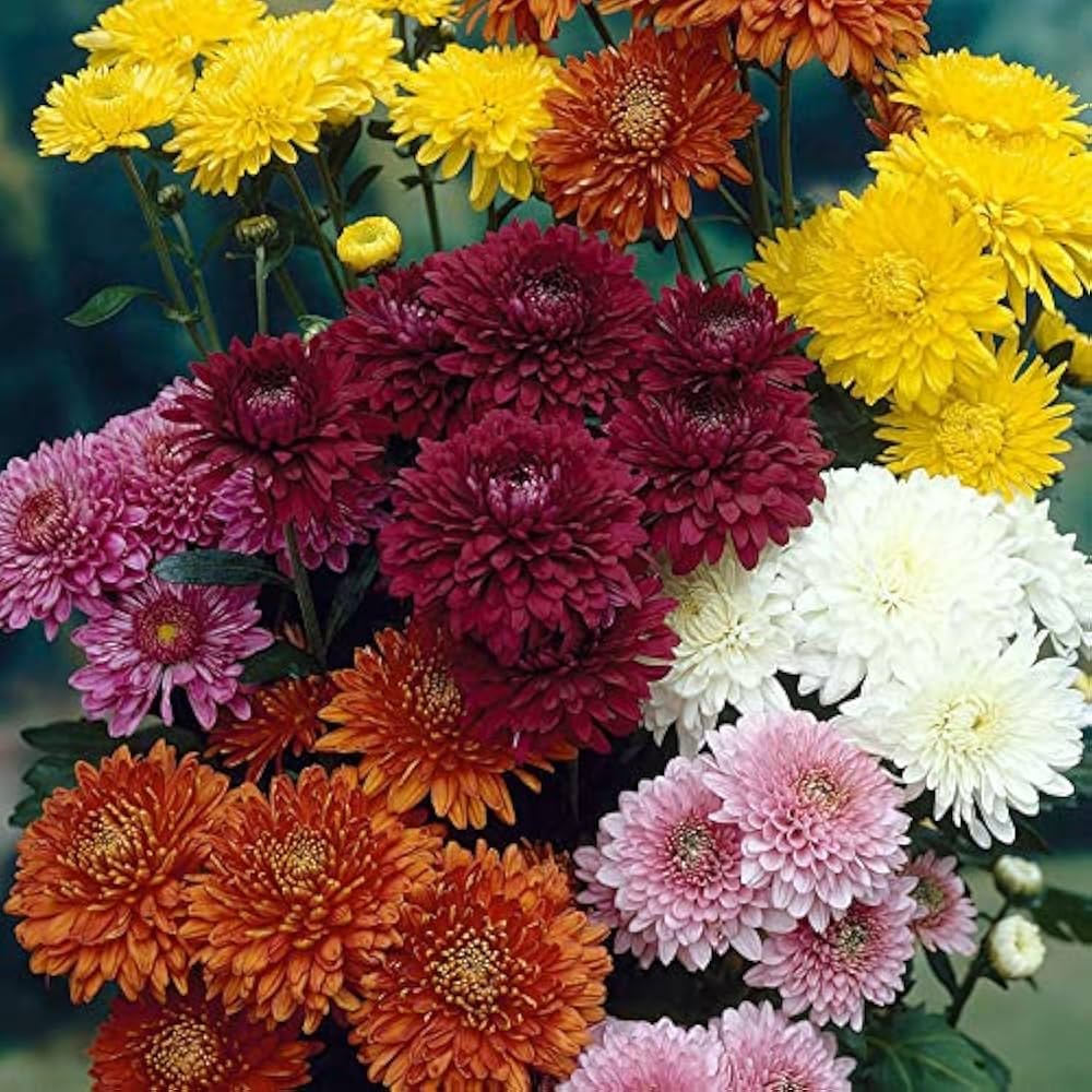 Guldawari Flower Plant In 5 Inch Bag