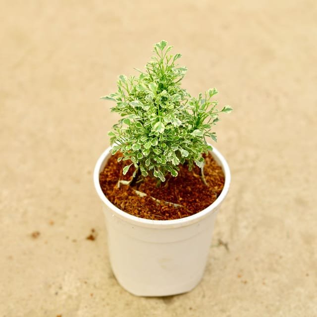 Aralia white Inch 6 Inch Pot