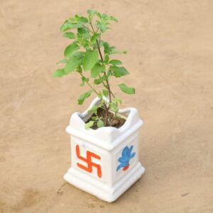 Rama Tulsi In 4 Inch Design Pot