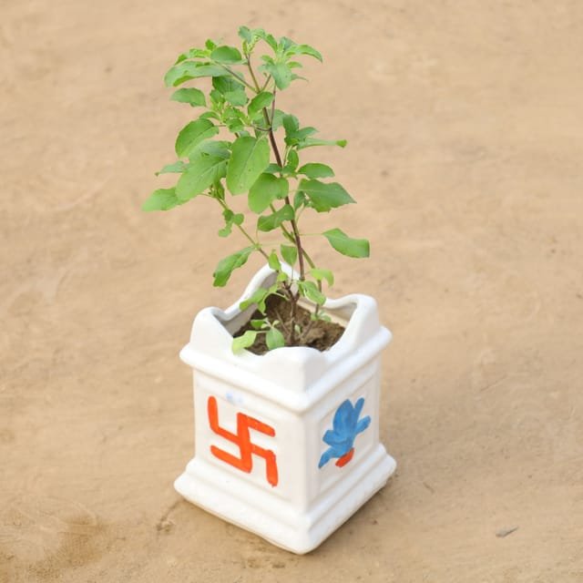 Rama Tulsi In 4 Inch Design Pot