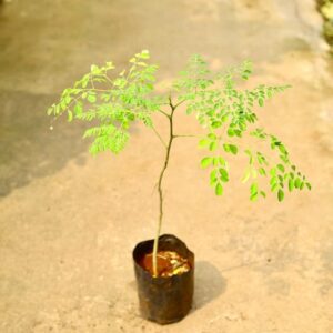 Moringa Plant | Drumstick Tree Plant | LgaooPlants