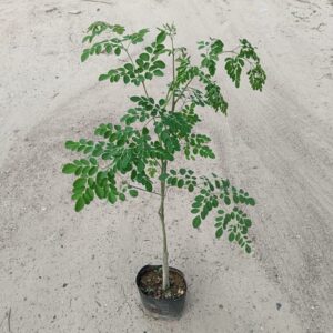 Sehjan plant / Moringa plant / Drumstick