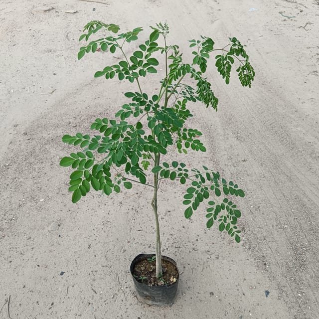 Sehjan plant / Moringa plant / Drumstick