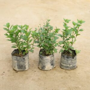 Set Of 3 – Guldawari Flower Plant
