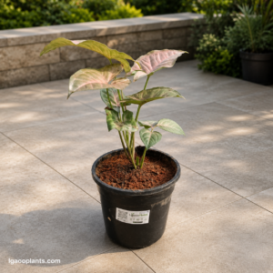 Pink Syngonium Plant In 6 Inch Pot