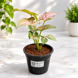 Pink Syngonium Plant In 6 Inch Pot