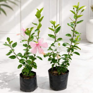 Hibiscus – Pink & White In 8 Inch Poly Bag