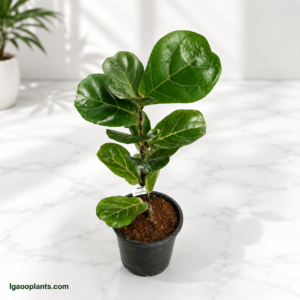 Fiddle Leaf Plant In 6 Inch Pot | Ficus Lyrata Indoor Plant
