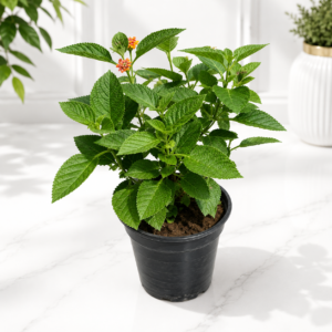 Lantana Flower Plant In 6 Inch Pot