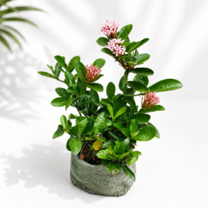 ixora plant