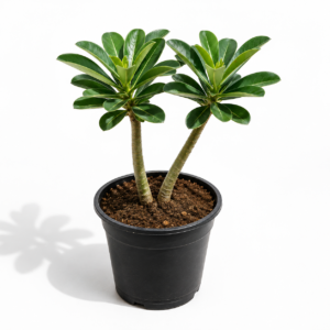 Adenium Plant In 6 Inch Pot
