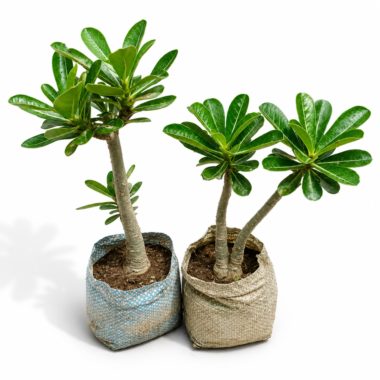 Adenium Plant Online - 4 Inch Bag
