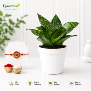 snake plant dwarf