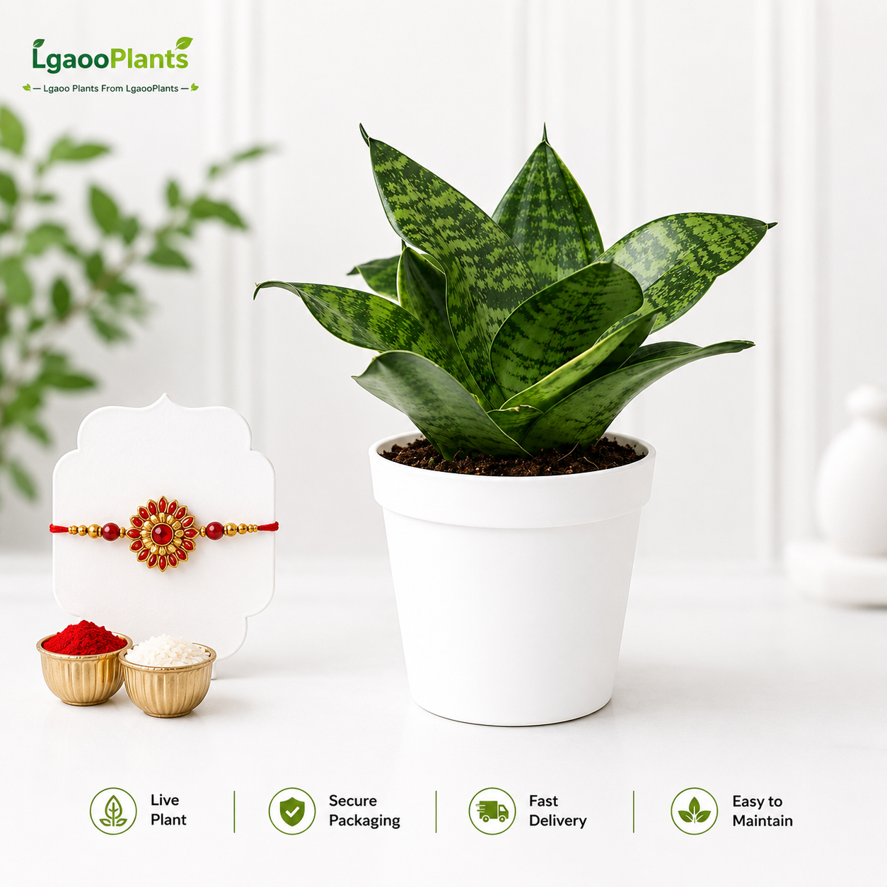 snake plant dwarf