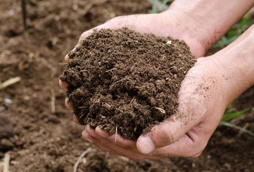 Cow Dung | Organic Gobar Khad – 5 Kg