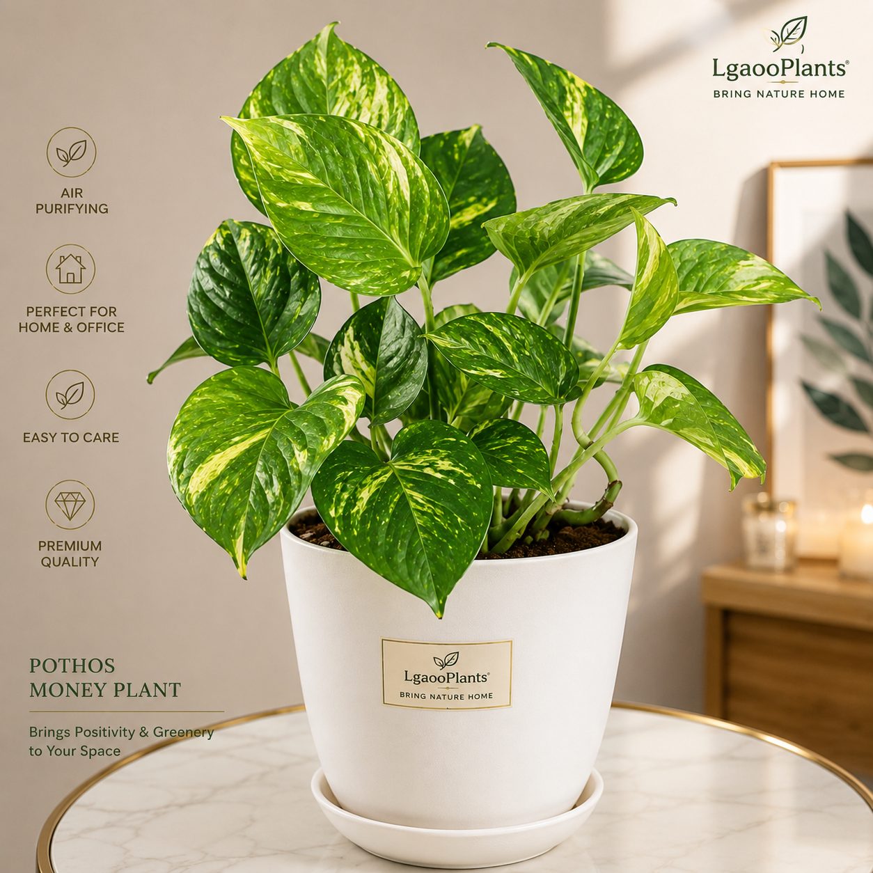 Money Plant - Premium Look With White Pot