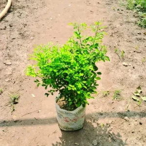 Madhu Kamini Flower Plant (Big)
