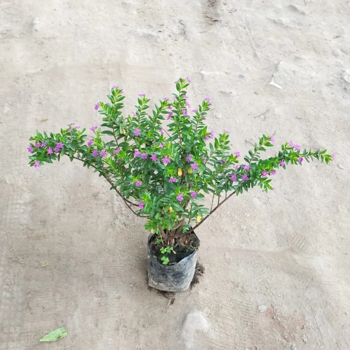 Kufiya Golden Plant In 5 Inch Bag