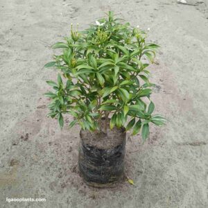Dwarf Chandni Flower Plant | Dwarf Crape Jasmine