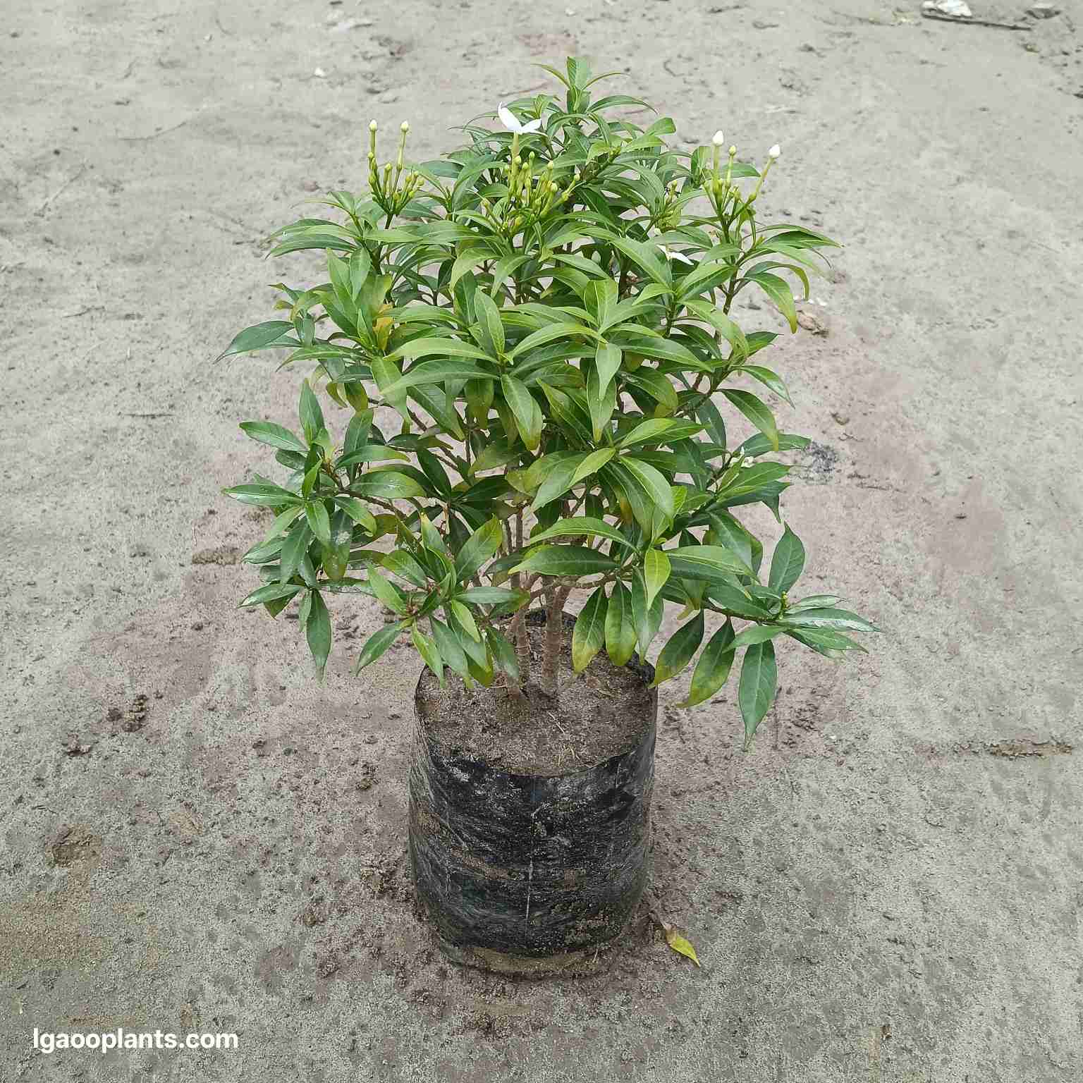 Dwarf Chandni Flower Plant | Dwarf Crape Jasmine