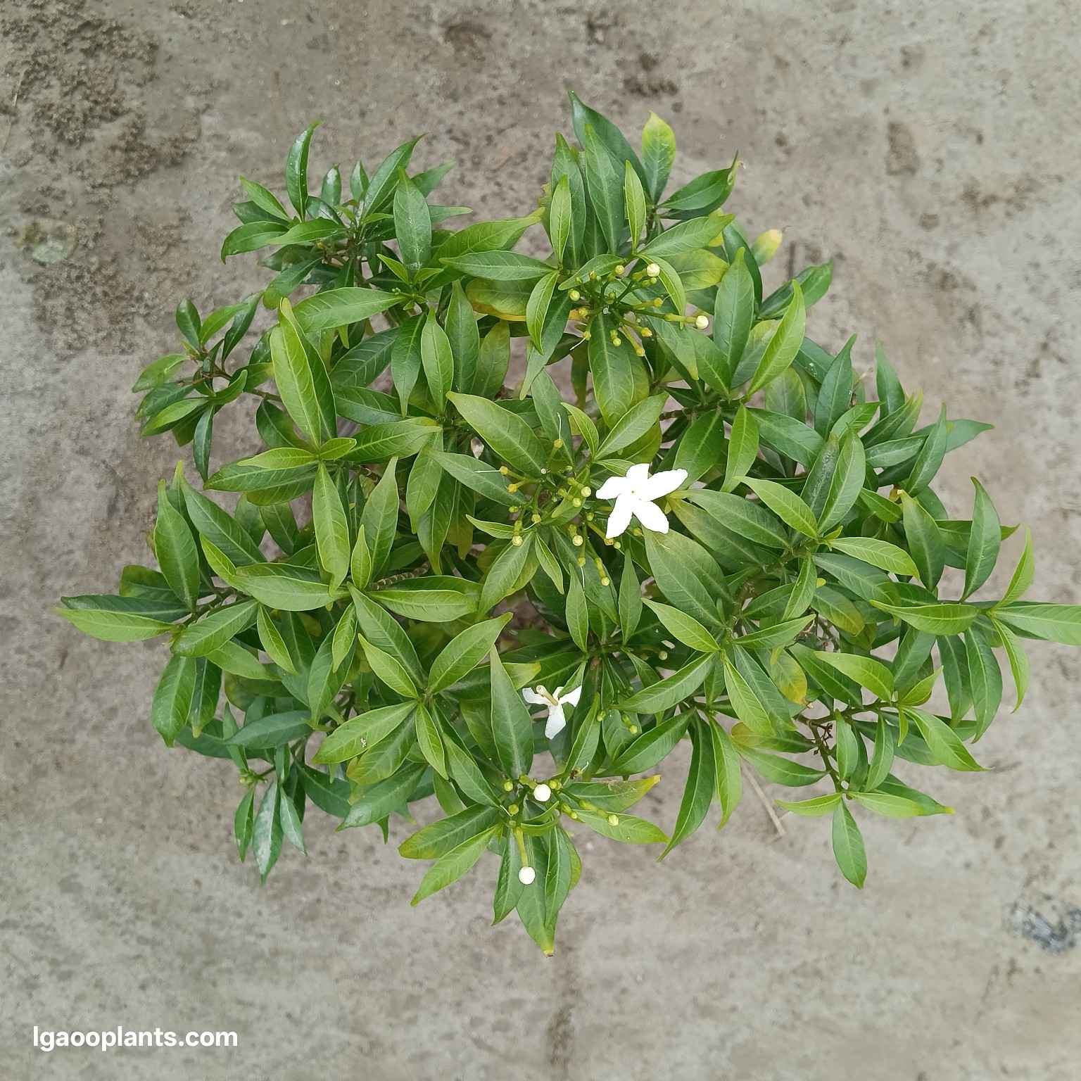 Dwarf Chandni Flower Plant | Dwarf Crape Jasmine