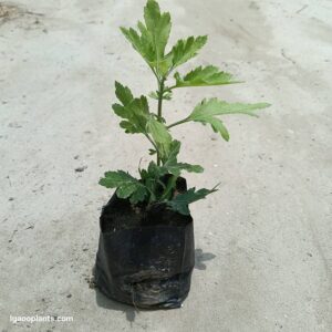 Guldawari Flower Plant In 5 Inch Bag