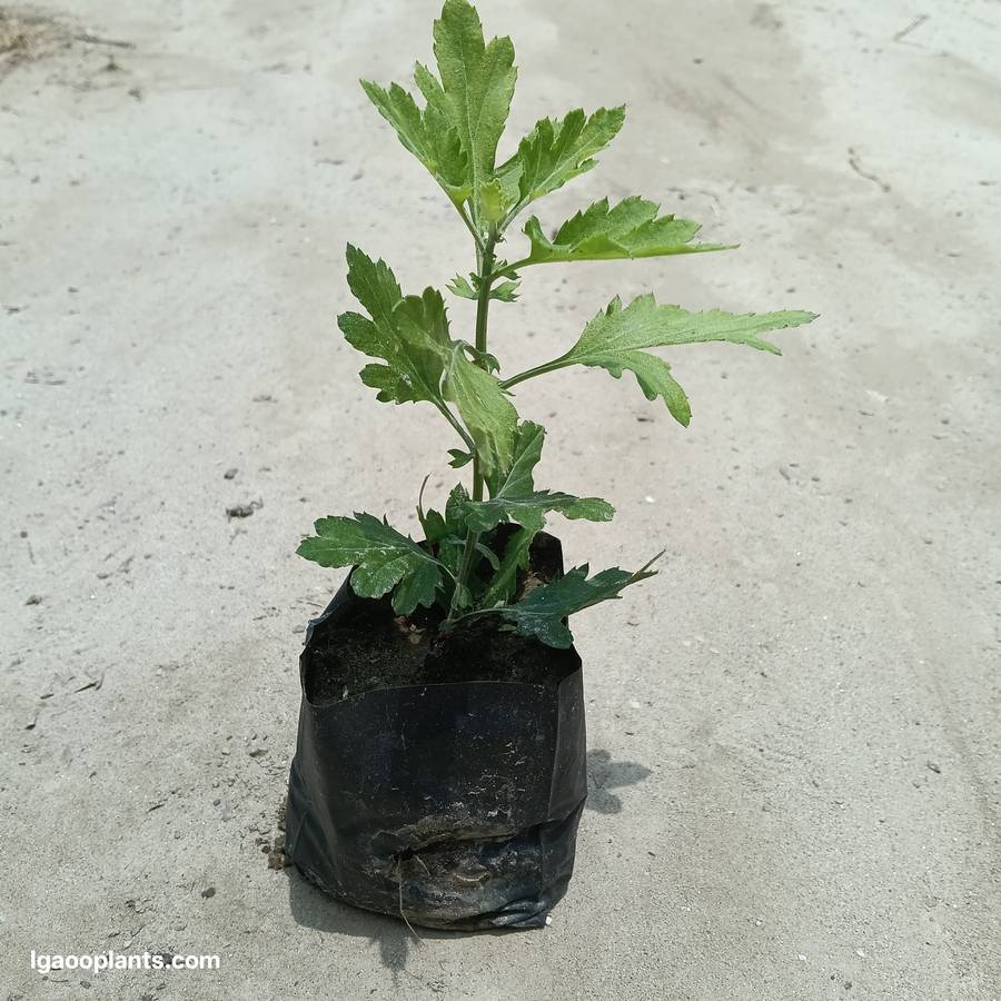 Guldawari Plant In 5 Inch Bag