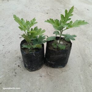 Guldawari Plant In 5 Inch Bag